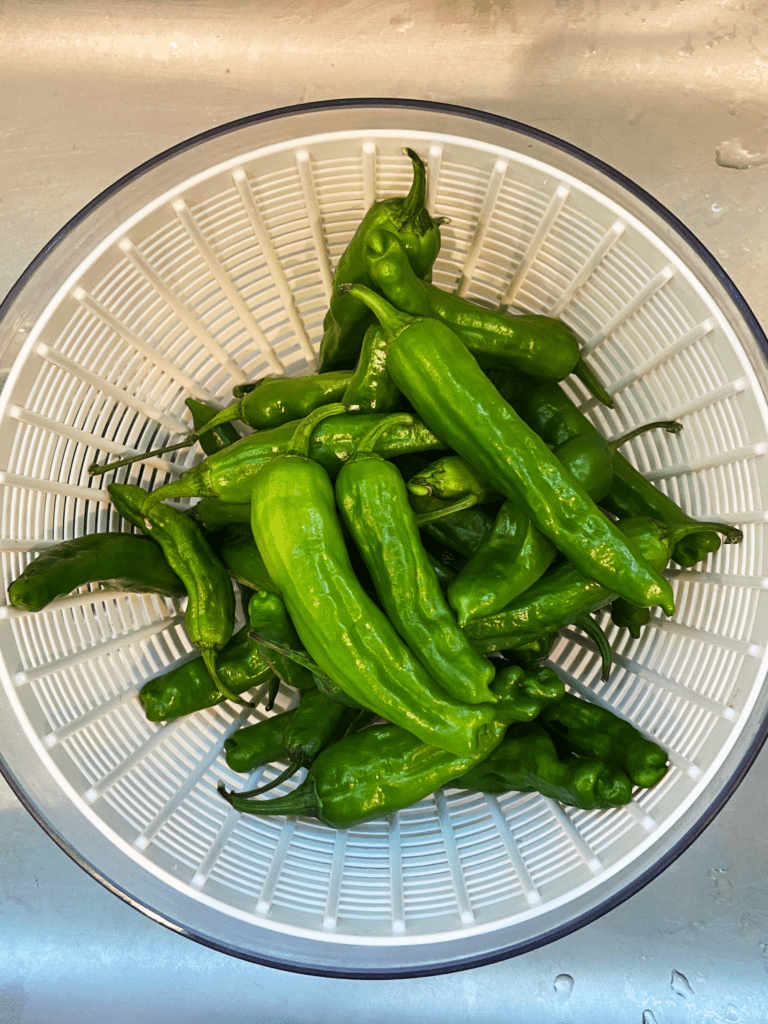 shishito peppers in strainer