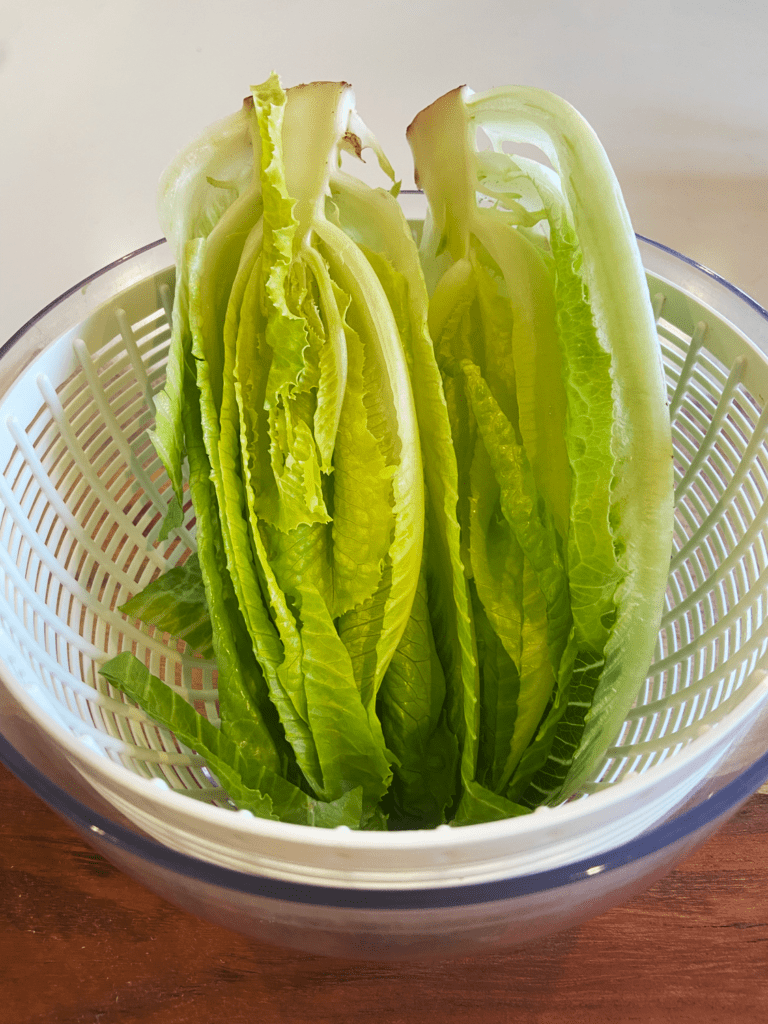 romaine lettuce in salad spinner